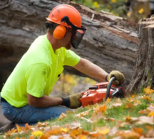 tree services Hillsdale